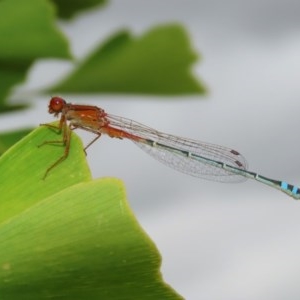 Xanthagrion erythroneurum at Molonglo Valley, ACT - 14 Dec 2020