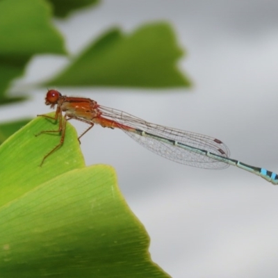 Xanthagrion erythroneurum (Red & Blue Damsel) at Molonglo Valley, ACT - 14 Dec 2020 by RodDeb