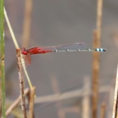Xanthagrion erythroneurum at Molonglo Valley, ACT - 14 Dec 2020