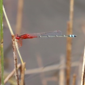 Xanthagrion erythroneurum at Molonglo Valley, ACT - 14 Dec 2020