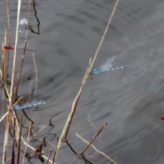 Xanthagrion erythroneurum at Molonglo Valley, ACT - 14 Dec 2020