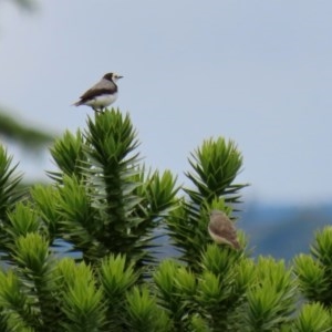 Epthianura albifrons at Yarralumla, ACT - 14 Dec 2020