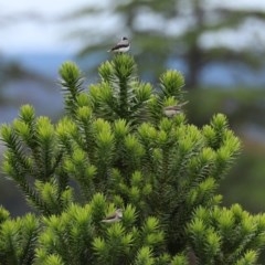 Epthianura albifrons at Yarralumla, ACT - 14 Dec 2020