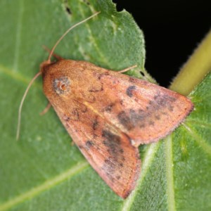 Australothis rubrescens at O'Connor, ACT - 14 Dec 2020