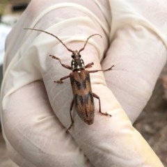 Strongylurus cretifer (Longhorn beetle) at Dunlop, ACT - 15 Dec 2020 by Ange