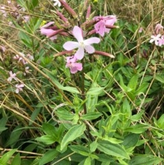 Saponaria officinalis (Soapwort, Bouncing Bet) at Holt, ACT - 15 Dec 2020 by Ange