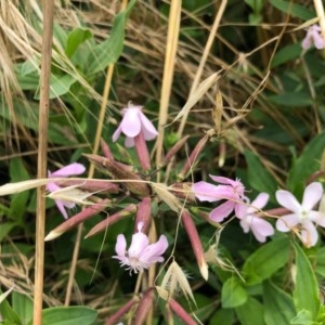 Saponaria officinalis at Holt, ACT - 15 Dec 2020