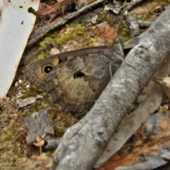 Geitoneura klugii (Marbled Xenica) at McQuoids Hill - 14 Dec 2020 by JohnBundock