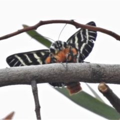 Comocrus behri (Mistletoe Day Moth) at Tuggeranong DC, ACT - 15 Dec 2020 by JohnBundock