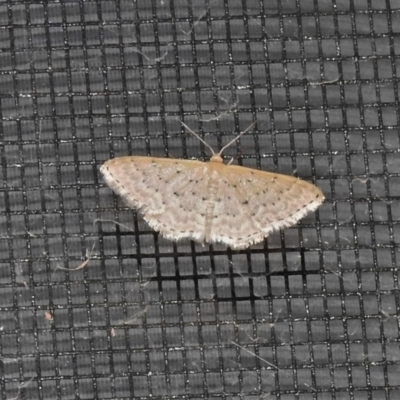 Idaea philocosma (Flecked Wave) at Wanniassa, ACT - 14 Dec 2020 by JohnBundock