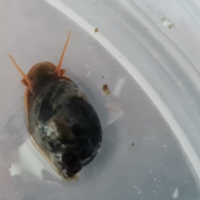 Isidorella hainesii (Haine’s pouch snail) at Isaacs Ridge and Nearby - 14 Dec 2020 by Mike