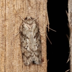 Philobota philostaura at Melba, ACT - 18 Nov 2020 09:09 PM