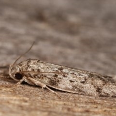 Philobota philostaura at Melba, ACT - 18 Nov 2020 09:09 PM