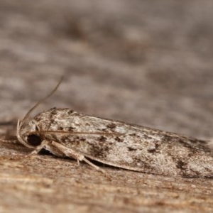 Philobota philostaura at Melba, ACT - 18 Nov 2020