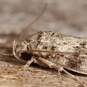 Philobota philostaura at Melba, ACT - 18 Nov 2020