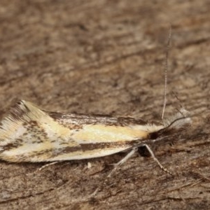 Thema macroscia at Melba, ACT - 18 Nov 2020 09:11 PM