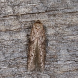 Blastobasis (genus) at Melba, ACT - 18 Nov 2020