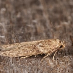 Blastobasis (genus) at Melba, ACT - 18 Nov 2020