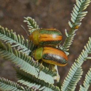 Calomela parilis at Theodore, ACT - 14 Oct 2018 11:59 AM