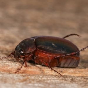 Melolonthinae (subfamily) at Melba, ACT - 18 Nov 2020