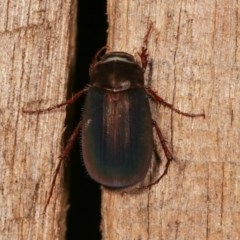 Colpochila sp. (genus) at Melba, ACT - 18 Nov 2020