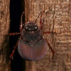 Melolonthinae (subfamily) at Melba, ACT - 18 Nov 2020