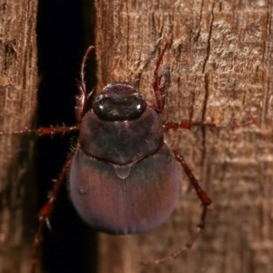 Melolonthinae (subfamily) at Melba, ACT - 18 Nov 2020