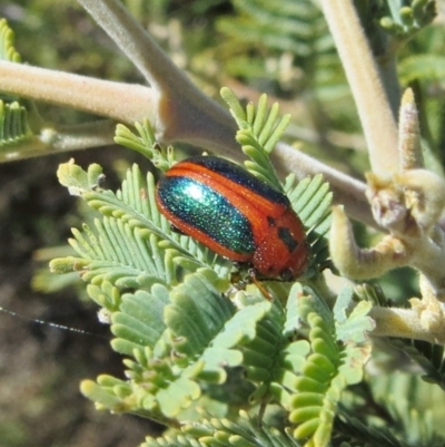 Calomela curtisi (Acacia leaf beetle) at Tuggeranong Hill - 30 Sep 2018 by Owen