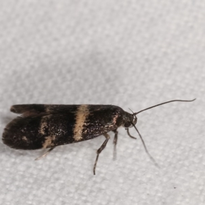 Crossophora semiota (A Concealer moth) at Melba, ACT - 18 Nov 2020 by kasiaaus