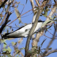 Lalage tricolor (White-winged Triller) at Illilanga & Baroona - 16 Nov 2020 by Illilanga