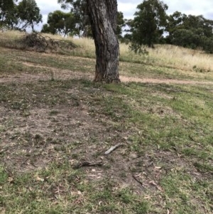 Eucalyptus bridgesiana at Hughes, ACT - 15 Dec 2020