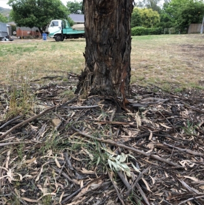 Eucalyptus globulus subsp. bicostata (Southern Blue Gum, Eurabbie) at Red Hill to Yarralumla Creek - 14 Dec 2020 by ruthkerruish