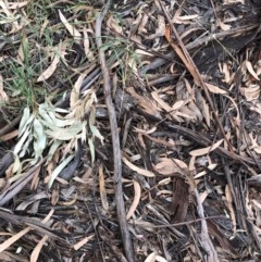 Eucalyptus globulus subsp. bicostata at Garran, ACT - 15 Dec 2020