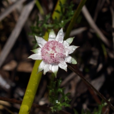 Actinotus forsythii (Pink Flannel Flower) at Bundanoon, NSW - 15 Dec 2020 by Snowflake