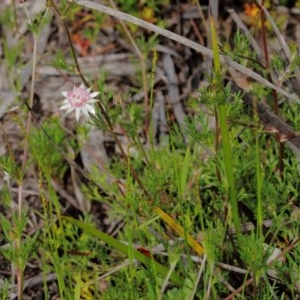 Actinotus forsythii at suppressed - 15 Dec 2020