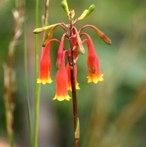 Blandfordia nobilis at Morton National Park - 15 Dec 2020