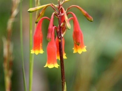 Blandfordia nobilis (Christmas Bells) at Morton National Park - 15 Dec 2020 by Snowflake