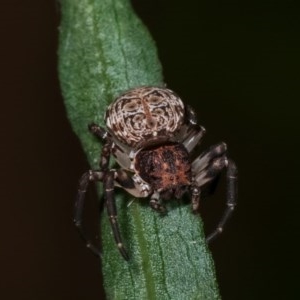 Cymbacha sp (genus) at Melba, ACT - 18 Nov 2020