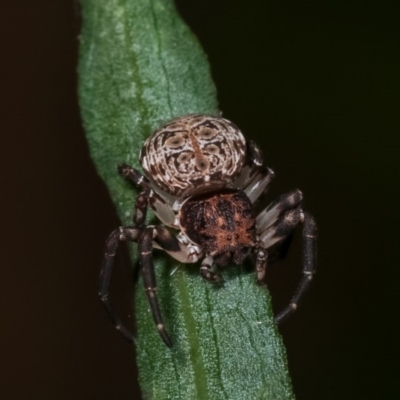 Cymbacha sp (genus) (A crab spider) at Melba, ACT - 18 Nov 2020 by kasiaaus