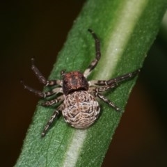 Cymbacha sp (genus) at Melba, ACT - 18 Nov 2020