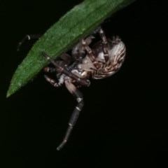 Cymbacha sp (genus) at Melba, ACT - 18 Nov 2020