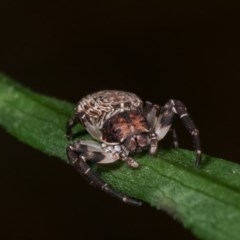 Cymbacha sp (genus) at Melba, ACT - 18 Nov 2020