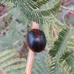 Dicranosterna immaculata (Acacia leaf beetle) at Tuggeranong Hill - 4 Oct 2018 by Owen