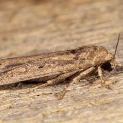 Athetis tenuis at Melba, ACT - 18 Nov 2020 09:20 PM