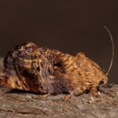 Peritropha oligodrachma (A twig moth) at Melba, ACT - 18 Nov 2020 by kasiaaus