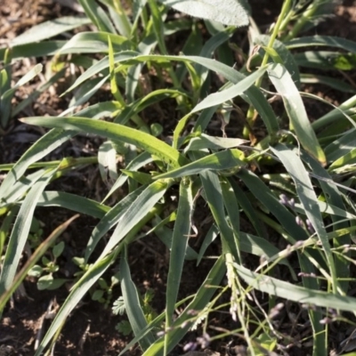 Panicum effusum (Hairy Panic Grass) at Michelago, NSW - 7 Mar 2020 by Illilanga