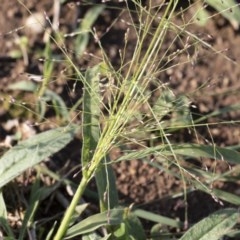 Panicum effusum at Michelago, NSW - 7 Mar 2020 04:37 PM