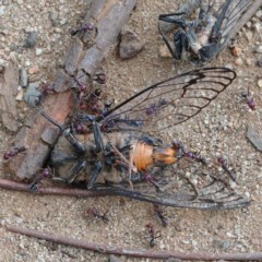 Psaltoda moerens (Redeye cicada) at O'Connor, ACT - 15 Dec 2020 by ConBoekel