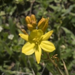 Bulbine bulbosa (Golden Lily) at Illilanga & Baroona - 22 Oct 2020 by Illilanga