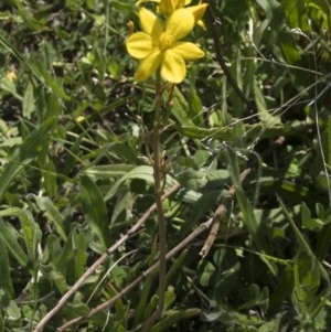 Bulbine bulbosa at Michelago, NSW - 22 Oct 2020